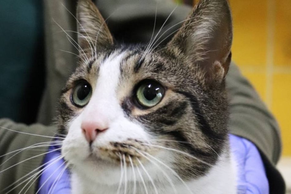 Łódź. Duduś czeka na nową rodzinę w schronisku w Łodzi