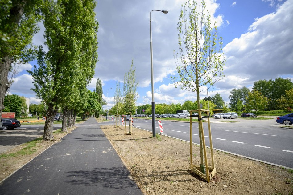 Nowe drzewa przy Maratońskiej w Łodzi. Będzie ich aż 70!