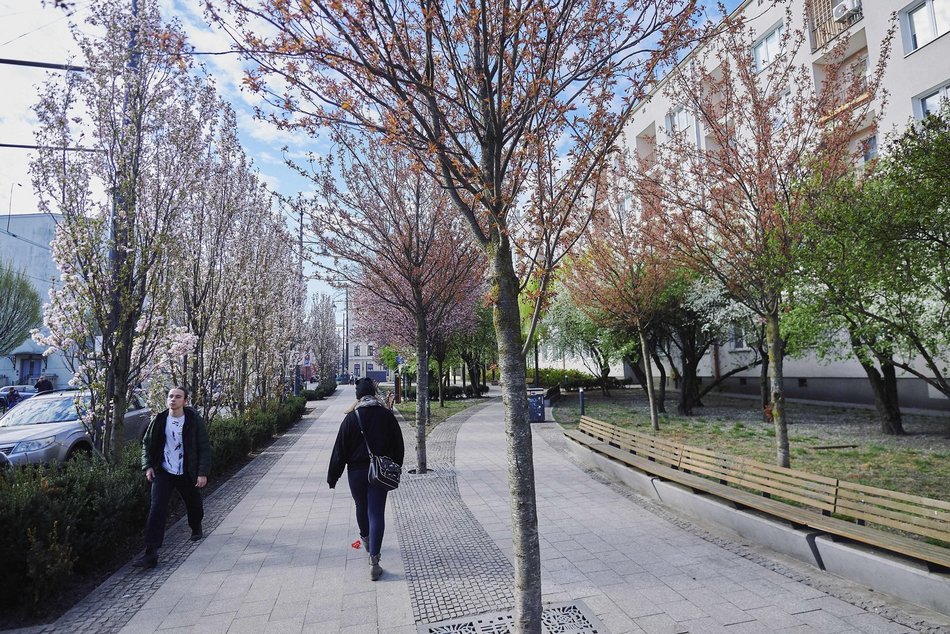 Łódź. Zobacz, jak skwer przy Kilińskiego i Rewolucji w Łodzi mieni się wszystkimi kolorami wiosny