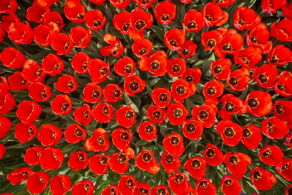 Kwitnące tulipany w Ogrodzie Botanicznym w Łodzi