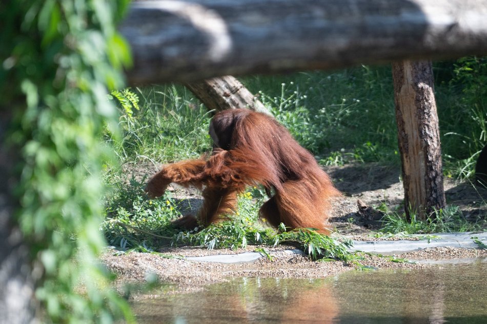 Orangutany hasają już na dworze! Nowy wybieg dla zwierzaków w Orientarium Zoo Łódź