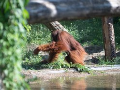 Orangutany hasają już na dworzu! Nowy wybieg dla zwierzaków w Orientarium Zoo Łódź