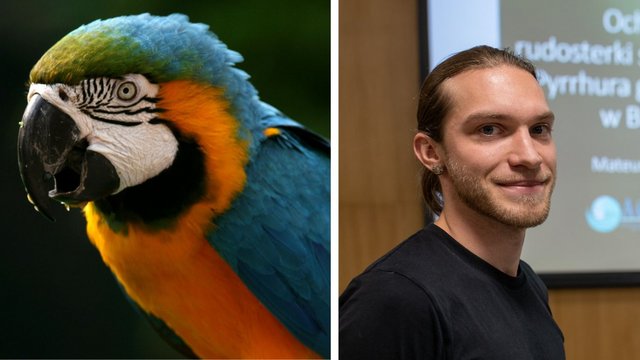 Na ratunek ginącym ptakom. Mateusz Styczyński chroni brazylijskie papugi