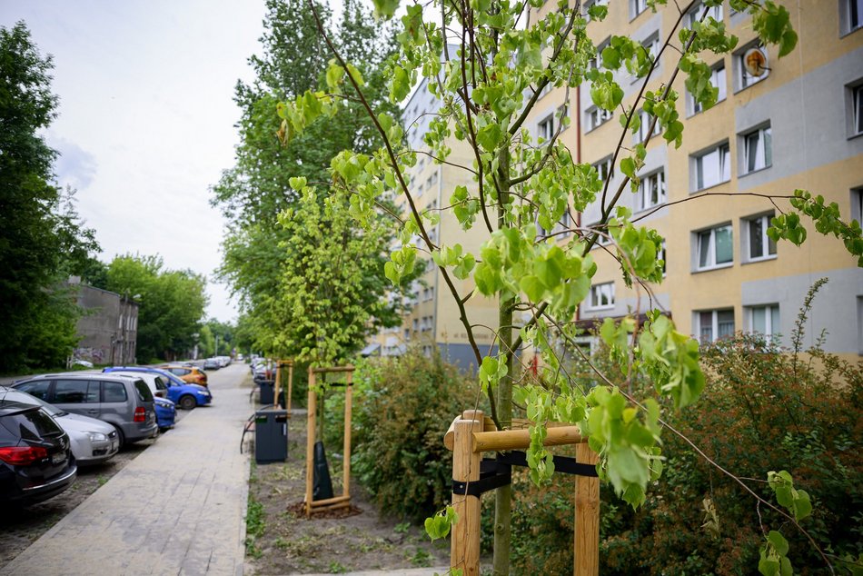 Łódź. Nowe drzewa przy Pabianickiej. Podróż do Portu Łódź to teraz sama przyjemność