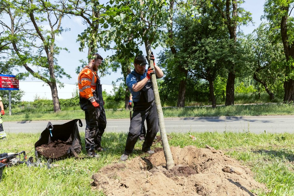 Łódź. Inflancka w Łodzi jeszcze bardziej zielona. Przybędzie aż 56 drzew!
