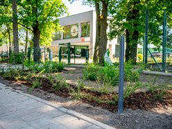 Łódź. Kolejne zielone punkty w Łodzi. Ponad 100 sztuk róż i irg przy Krańcowej
