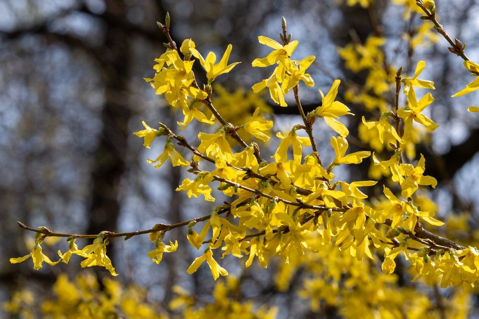 Wiosenny Ogród Botaniczny w Łodzi. Spacer wśród budzącej się do życia przyrody