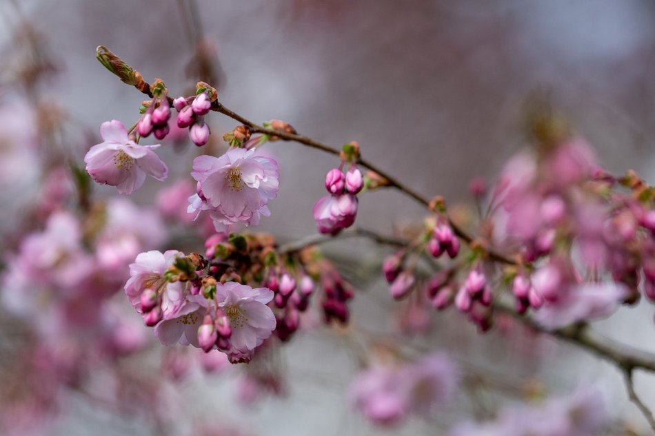 Wiosenny Ogród Botaniczny w Łodzi. Spacer wśród budzącej się do życia przyrody