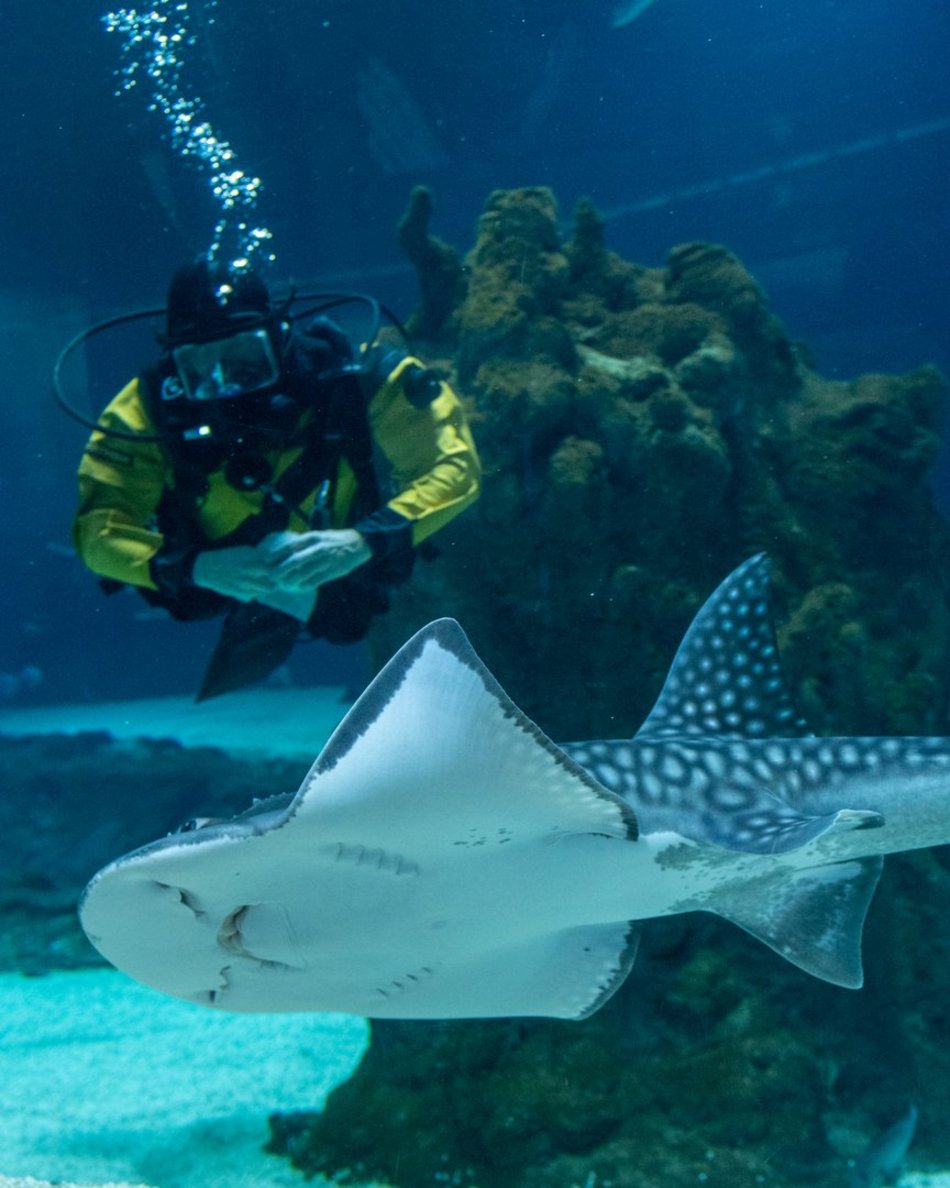 Łódź. Orientarium Zoo Łódź z kolejną wielką atrakcją. Wpadnij na środy z nurkowaniem!