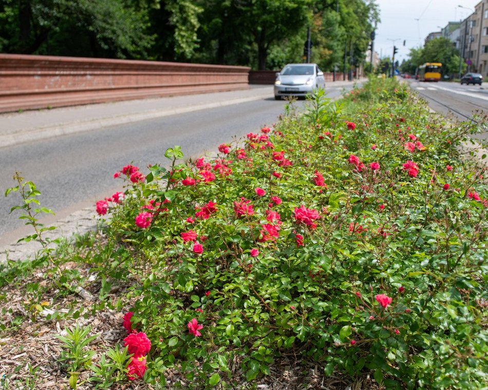 Łódź. Róże przy ul. Narutowicza w Łodzi