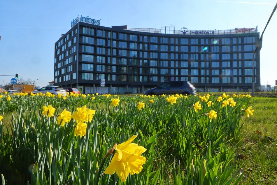 Żonkile opanowały rondo Solidarności w Łodzi. Zwróć na nie uwagę, kiedy stoisz na światłach