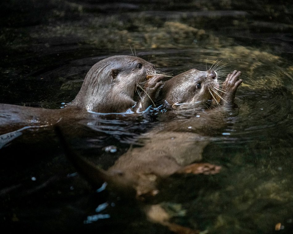 Nowe zwierzaki w Orientarium Zoo Łódź! Witamy kangury i wyderki orientalne