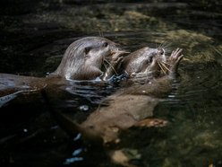 Nowe zwierzaki w Orientarium Zoo Łódź! Witamy kangury i wyderki orientalne