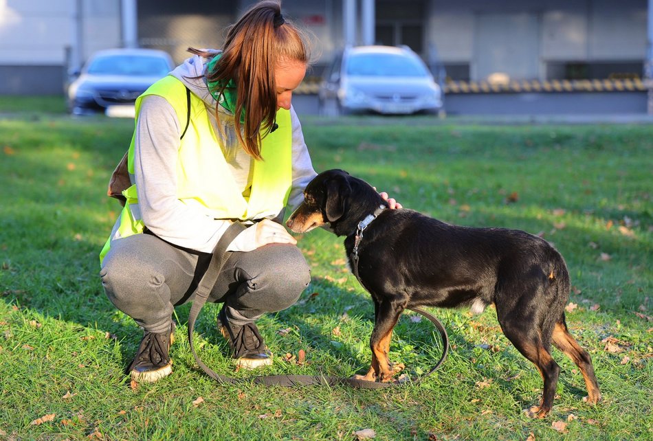 Psia Polówka w Porcie Łódź