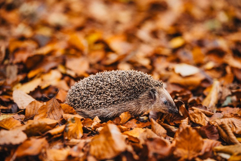 Łódź. Domki dla jeży i nietoperzy