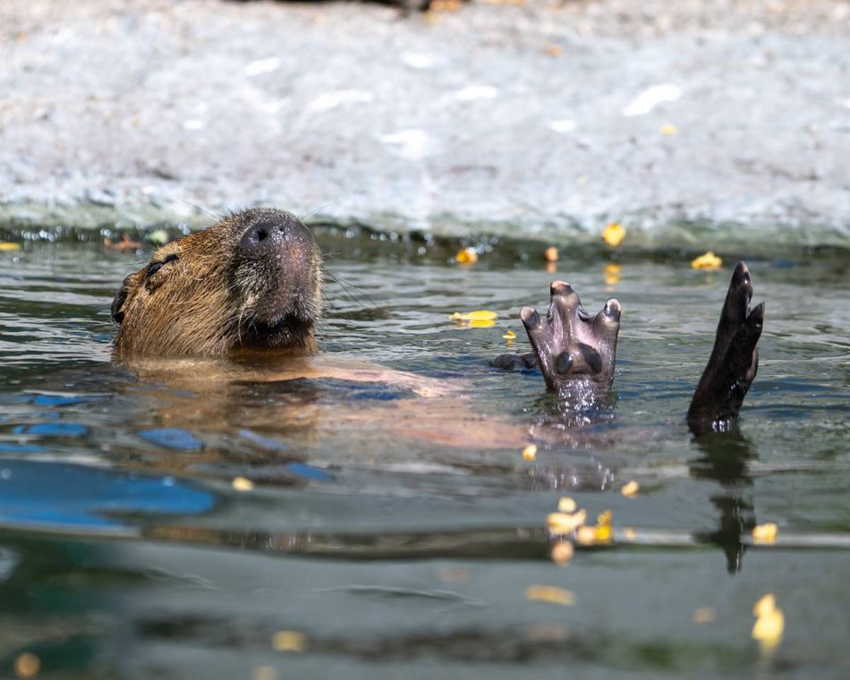 Łódź. Zlot Fanów Kapibary w Orientarium Zoo Łódź i Aquaparku Fala! Tego jeszcze w Polsce nie było!