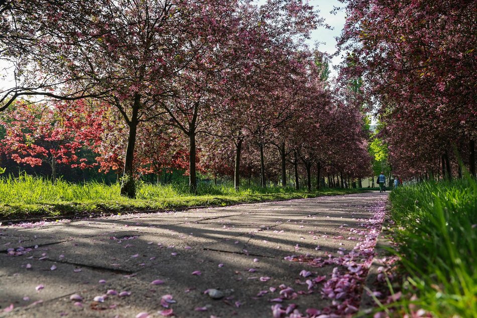 Czy to Japonia? Nie, to kwitnące jabłonie przy kampusie Uniwersytetu Łódzkiego!