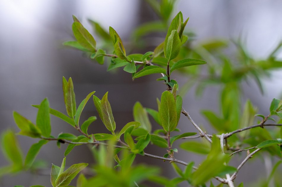 Wiosenny Ogród Botaniczny w Łodzi. Spacer wśród budzącej się do życia przyrody