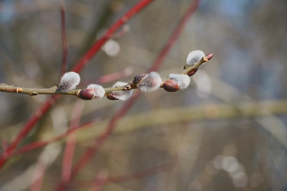 Łódź. Ogród Botaniczny w Łodzi