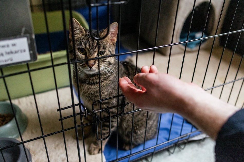 Łódź. Kocie walentynki w schronisku w Łodzi. Zobacz zdjęcia ze spotkania adopcyjnego