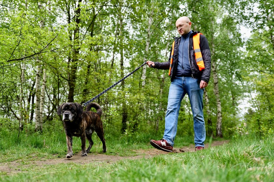 Łódź. Psy ze schroniska w Łodzi na spacerze z Łodzianami! Akcja "WYBIEGAJsŁODZIAKA" ma moc!