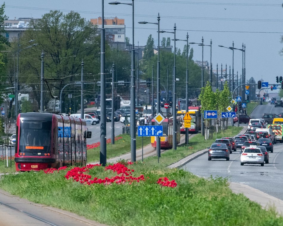 Łódź. Szpaler tulipanów na Piłsudskiego w Łodzi. Podróż tamtędy to uczta dla oczu