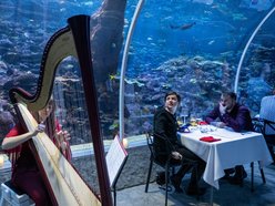 Łódź. Walentynki w Orientarium Zoo Łódź. Przysmaki, koncert na harfie i... zaręczyny