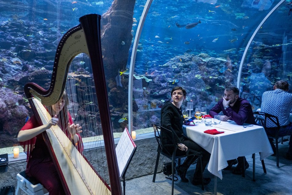 Łódź. Walentynki w Orientarium Zoo Łódź. Przysmaki, koncert na harfie i... zaręczyny