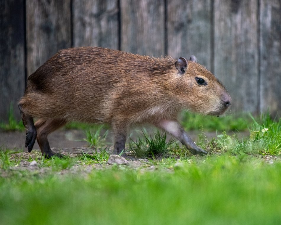 Kapibary w Orientarium Zoo Łódź