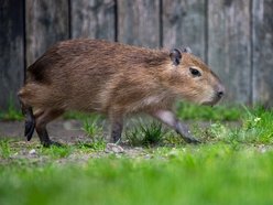 Kapibary w Orientarium Zoo Łódź