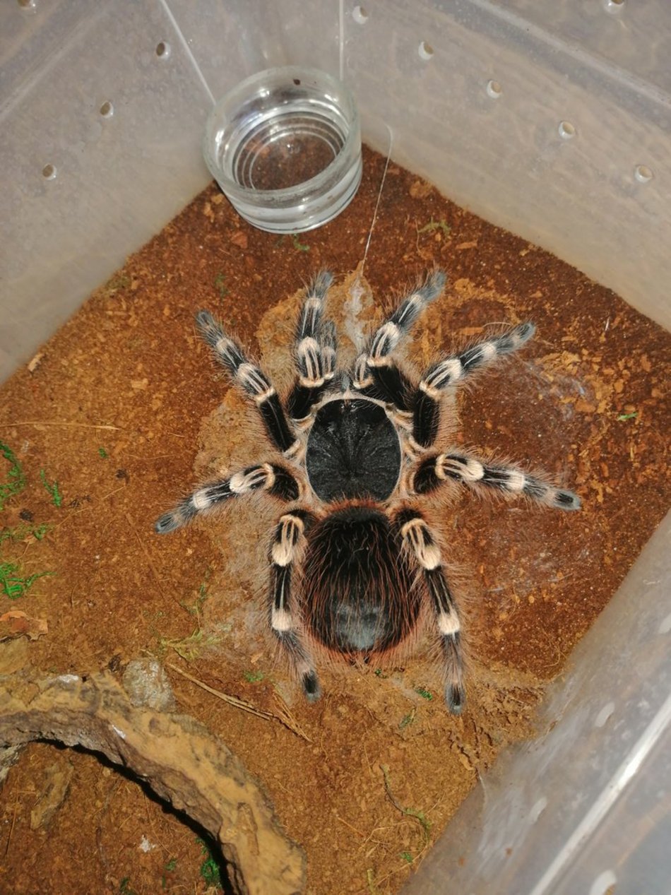 Acanthoscurria geniculata