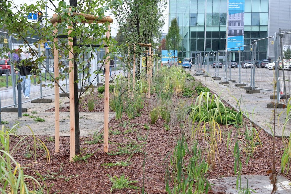 Łódź. Rośliny zamiast betonu przy hali sportowej MOSIR