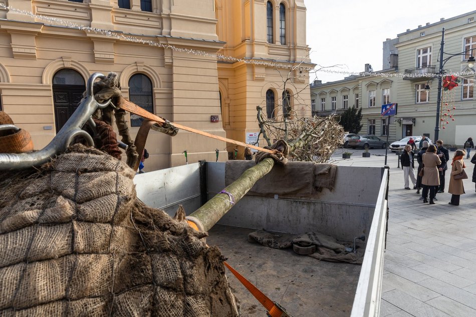 Łódź. Nowe drzewa na Piotrkowskiej w Łodzi. To także zasługa łódzkiego biznesu!