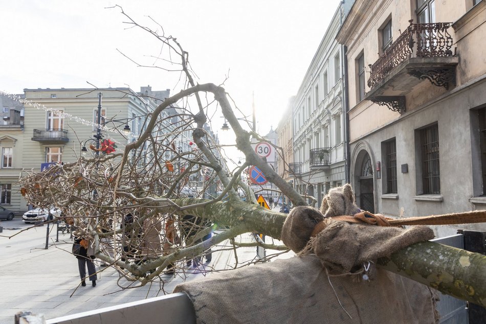 Łódź. Nowe drzewa na Piotrkowskiej w Łodzi. To także zasługa łódzkiego biznesu!