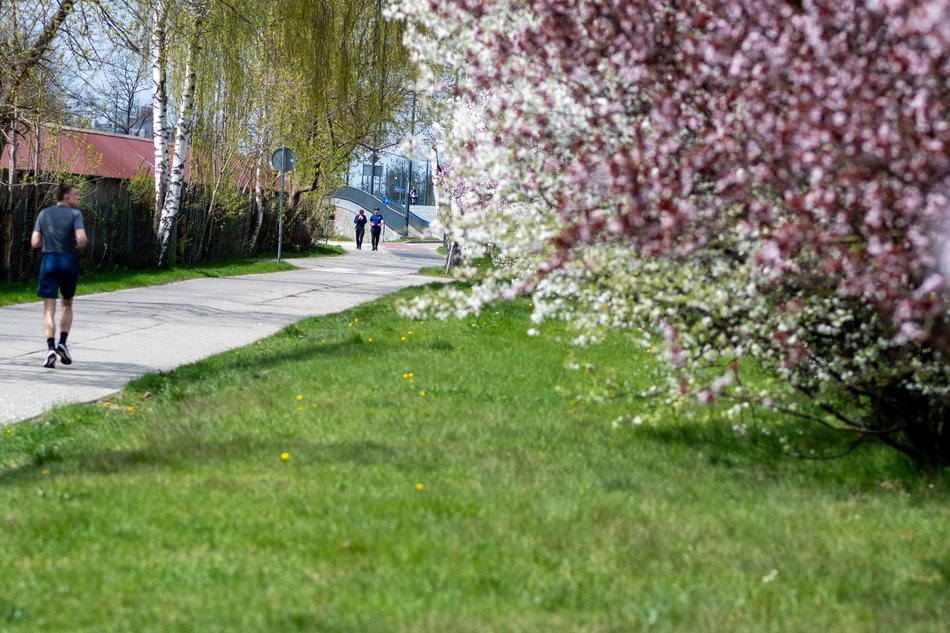 Łódź. Biało-różowy zawrót głowy na Rokicińskiej w Łodzi. Kwitnąca przyroda wygląda, jak z bajki!