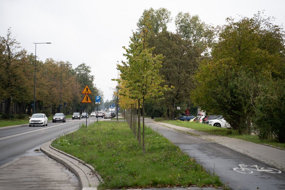 Łódź. Kilkaset nowych drzew przy Wojska Polskiego w Łodzi. Ulica zmienia się w zielony trakt
