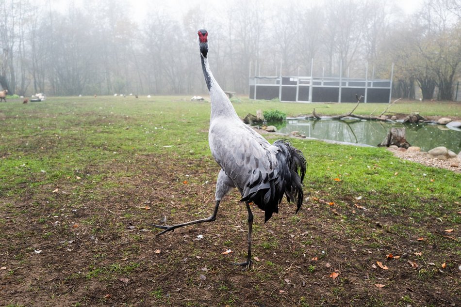 Zwierzęta w Ośrodku Rehabilitacji Dzikich Zwierząt w Łodzi