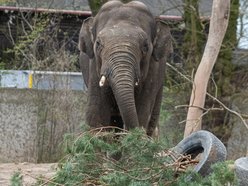 Nowy słoń trafi do Orientarium Zoo Łódź