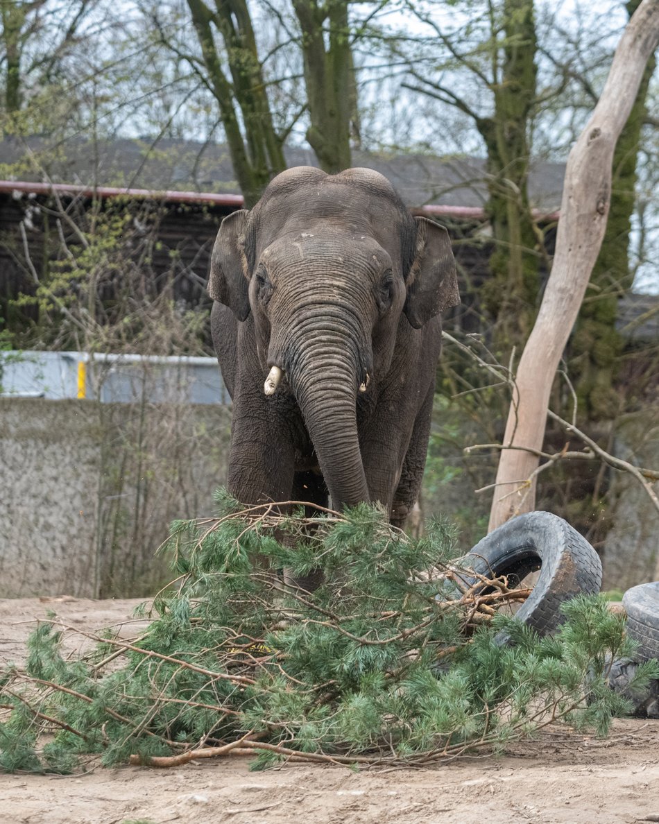 Nowy słoń trafi do Orientarium Zoo Łódź