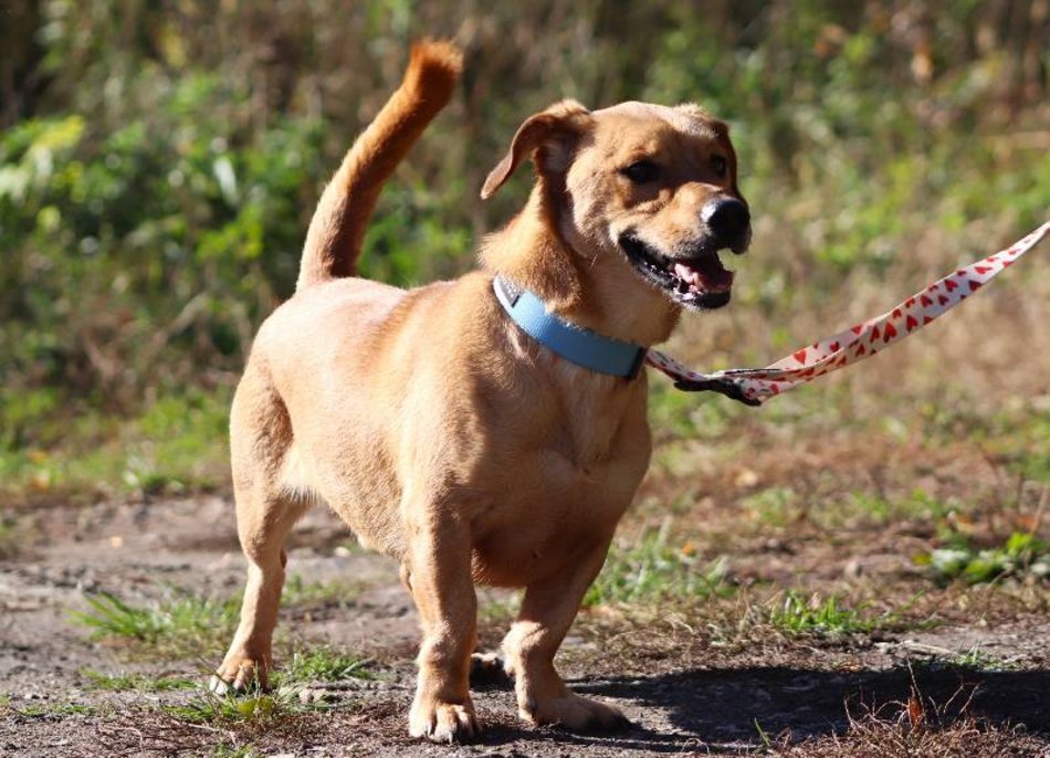 Znajdziesz miejsce dla Gryzaka ze schroniska w Łodzi? Nie pozwól mu tam zostać