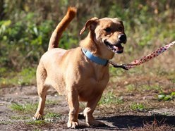 Znajdziesz miejsce dla Gryzaka ze schroniska w Łodzi? Nie pozwól mu tam zostać