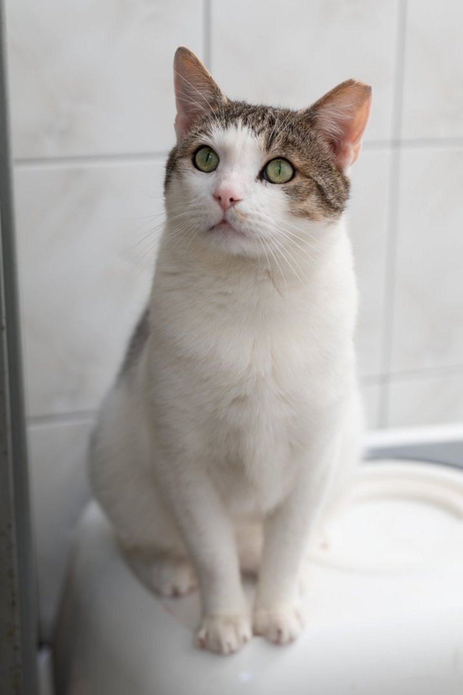 Притулок у Лодзі. Коти чекають на новий дім [ФОТО]