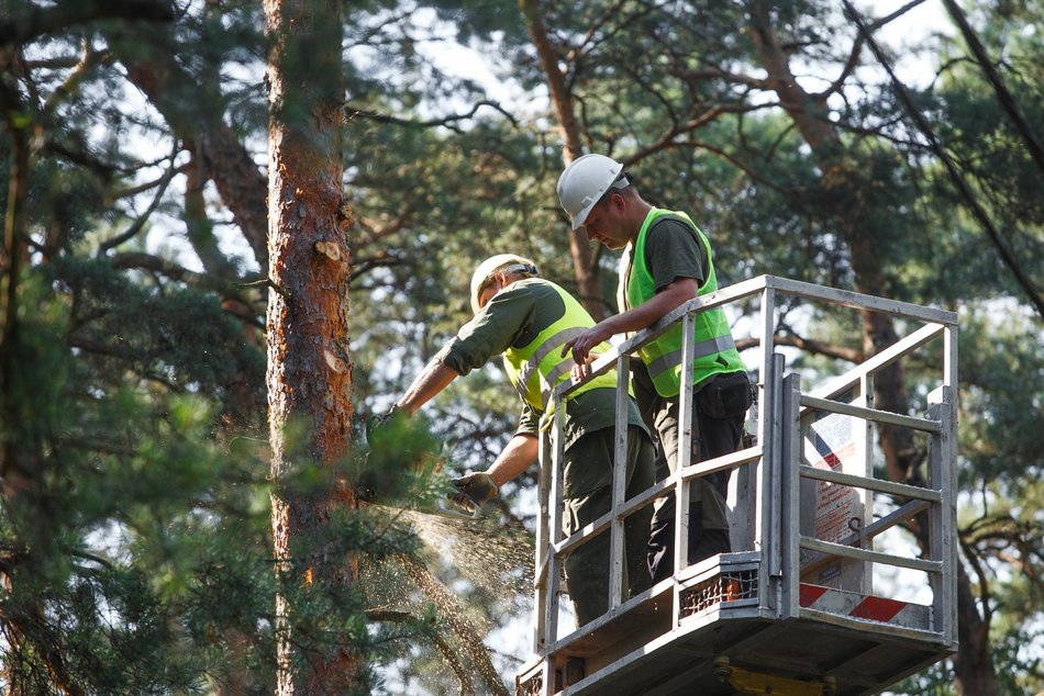 Łódź dba o zieleń