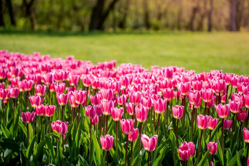 Łódź. Tysiące tulipanów w Ogrodzie Botanicznym w Łodzi. Przyjdź i zobacz je na własne oczy!