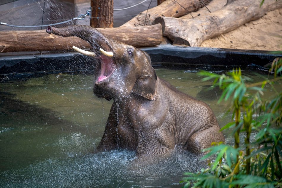 Nowatorskie projekty w skali Europy? Tylko w Orientarium Zoo Łódź!