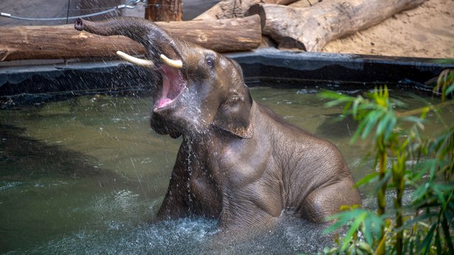 Nowatorskie projekty i naukowcy z całego świata? Tylko w Orientarium Zoo Łódź! 