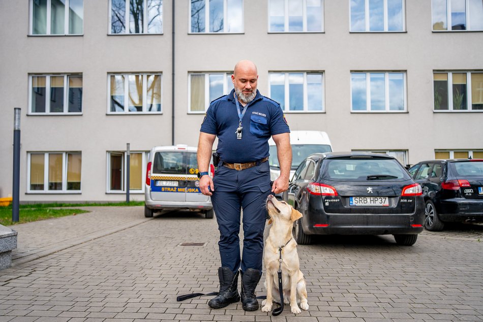 Łódź. Strażnik Maks. Uroczy labrador nowym funkcjonariuszem Straży Miejskiej w Łodzi