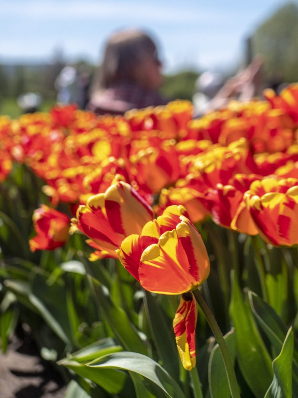 Ogród Botaniczny w Łodzi. Łodzianie na wyjątkowych zdjęciach z okazji 600. Urodzin! [ZDJĘCIA]