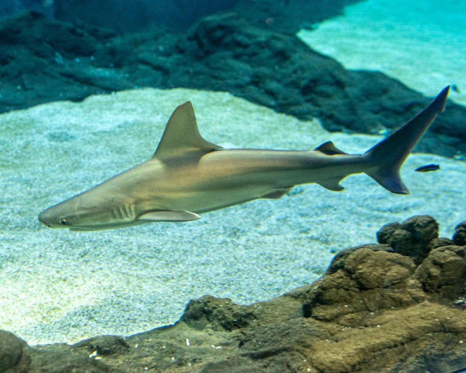 [Translate to Ukraiński:] Orientarium Zoo Łódź - rekiny