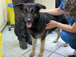 Łódź. Astro jest w schronisku w Łodzi zdecydowanie za długo. Podaruj mu godną starość!